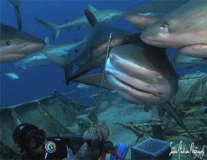 During a recent trip to Nassau I was fortunate to photogr... by Steven Anderson 